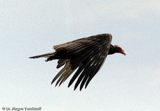 Truthahngeier (2 von 14).jpg